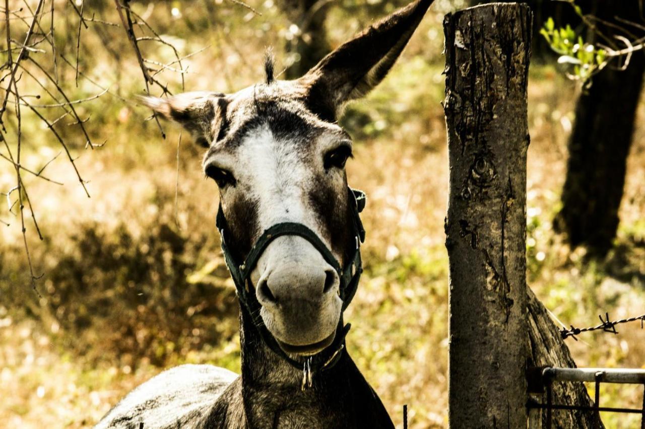 B&B I Montanari Itieli Bagian luar foto